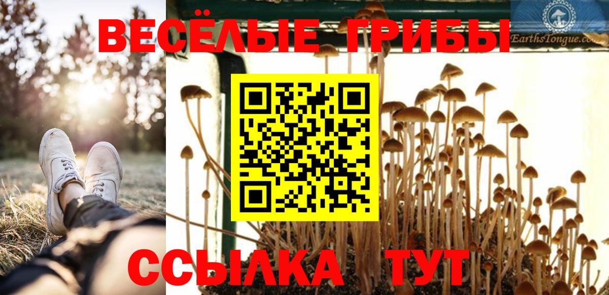 Псилоцибиновые грибы мицелий  Псилоцибиновые грибы Psilocybine cubensis  Новошахтинск  Вход с VPN 